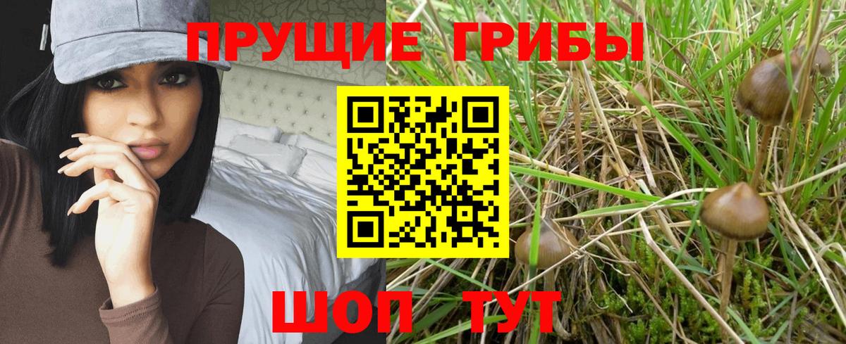 Галлюциногенные грибы Psilocybe Егорьевск